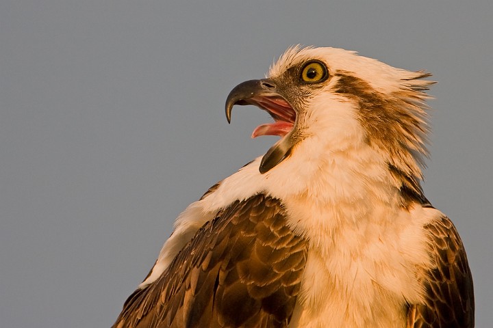 Fischadler Pandion haliaetus Osprey